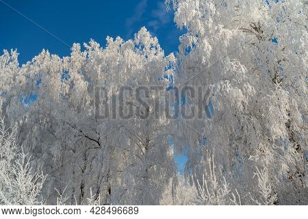 Winter Forest On A Frosty Sunny Day