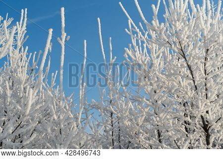 Winter Forest On A Frosty Sunny Day