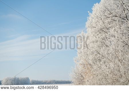 Winter Forest On A Frosty Sunny Day