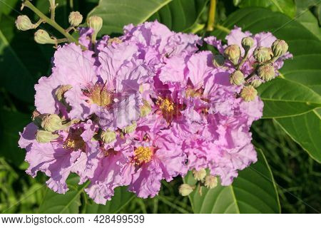 Pink Crepe Myrtle - Latin Name - Lagerstroemia Indica