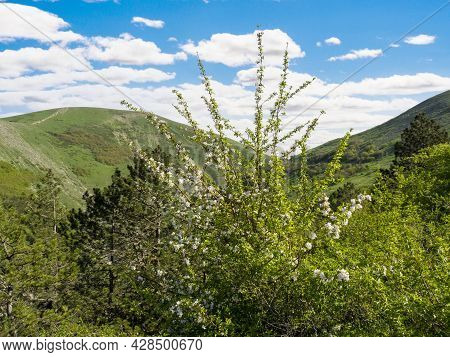 A Blooming Cherry Bush With White Flowers On A Background Of Green Hills.