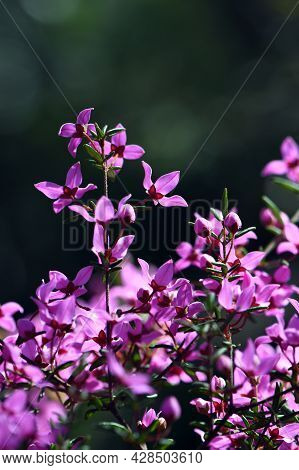 Backlit Pink Flowers Of Australian Native Boronia Ledifolia, Family Rutaceae. Growing In Sydney Wood