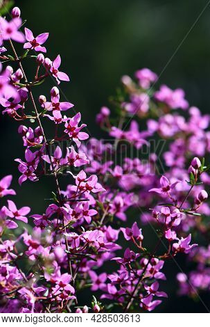Backlit Pink Flowers Of Australian Native Boronia Ledifolia, Family Rutaceae. Growing In Sydney Wood