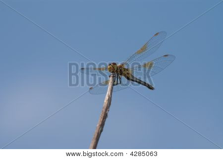 잠자리는 나뭇가지에