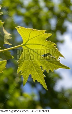 Fresh Green Leaves Of Plane Tree Against Summer Blue Sky. Selective Focus Foliage. Latin Name Platan