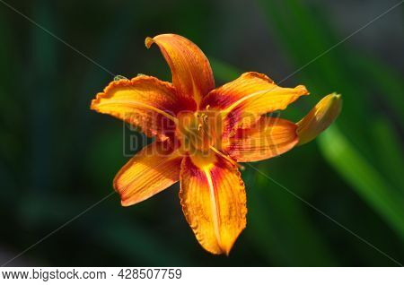 Beautiful Background Of Fresh Orange Blooming Lilies With Green Leaves In The Garden