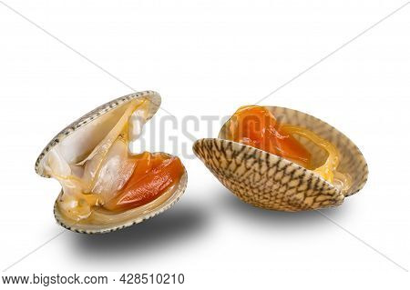 View Of Opened Clams, Baby Clams, Carpet Clams, Short Neck Clams On White Background With Clipping P