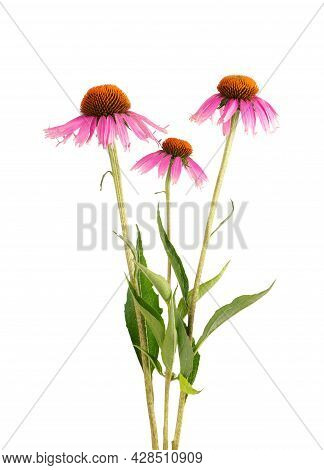 Echinacea Purpurea Flowers Isolated On White Background. Medicinal Herbal Plant.