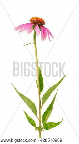 Echinacea Purpurea Flowers Isolated On White Background. Medicinal Herbal Plant.