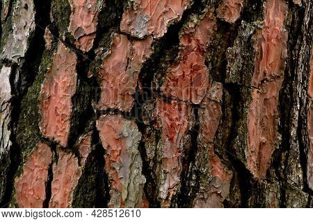 Thick And Scaly Bark Of Pine Tree As Texture