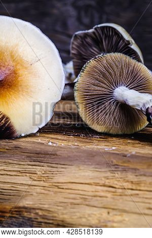 The Mexican Magic Mushroom Is A Psilocybe Cubensis, A Specie Of Psychedelic Mushroom Whose Main Acti
