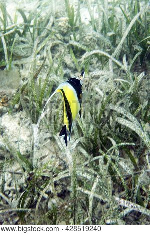 A Picture Of Zanclus Cornutus Fish