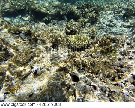 The Wonderful Coral Reef