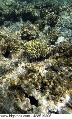The Wonderful Coral Reef
