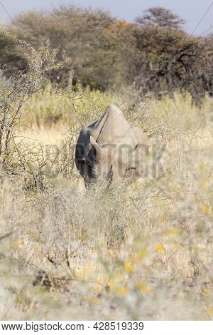 A Picture Of Black Rhino In The Wild, Namibia