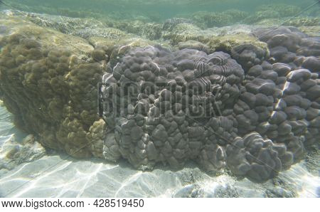 View Of Hard Coral