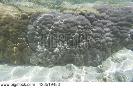 View Of Hard Coral