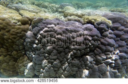 View Of Hard Coral
