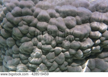 View Of Hard Coral