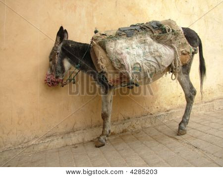 Asino In Fès, Marocco