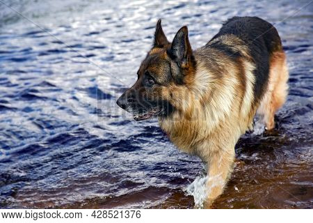 German Shepherd Walks In The Shallow Waters Of The Baltic Sea In Vecaki, Latvia. Beautiful Purebred 