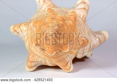 Closeup The Spire Of Natural Striped Fox Conch Seashell