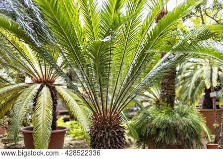 Tropical Palm Rtrees In Pots In The Garden.
