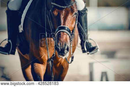 Equestrian Sport. Portrait Sports Stallion In The Double Bridle.the Legs Of The Rider In The Stirrup
