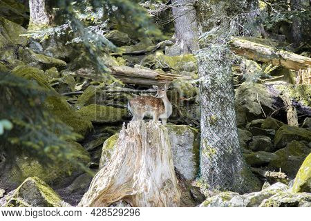 A Deer In A Forest In Aran Park In Aran Valley In Catalonia