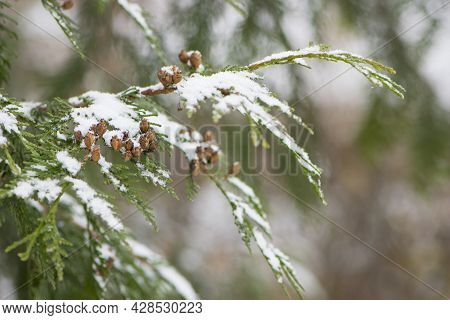 Chamaecyparis. White Snow On The Branches Of A Coniferous Tree, In Winter. Green Foliage And Cones O
