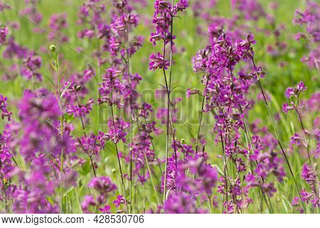 Beautiful Delicate Purple Flowers Of Viscaria Vulgaris Growing In The Meadow In The Summer Close-up.