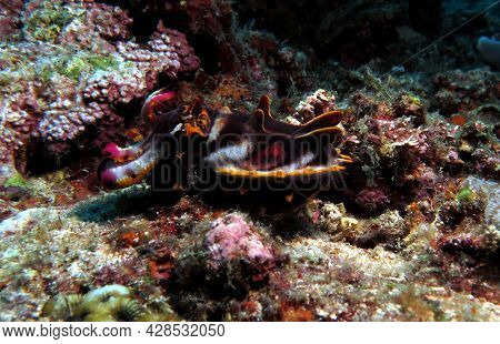 A Flamboyant Cuttlefish Also Known As Metasepia Pfefferi Boracay Island Philippines