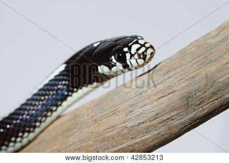 Lampropeltis Getula Californiae