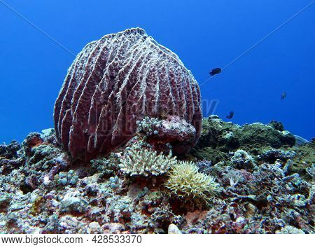 A Brown Giant Barrel Sponge In Maniquin Island Philippines
