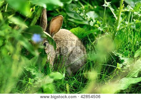 Coniglio di Pasqua nascosto nell'erba verde