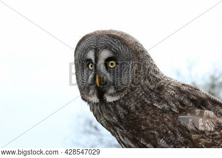 The Owls (strigiformes) Are An Order Of Birds