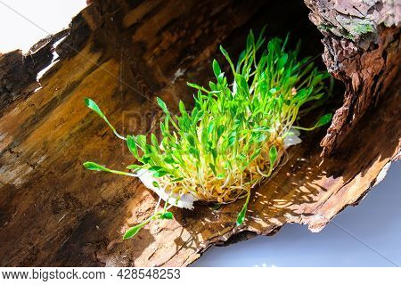 Young Green Plants On Tree Bark. Ecology And Environmental Conversation. Earth Day Concept. Global P