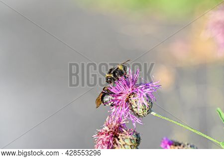 Bumblebees On Purple Thistle In Macro Photo