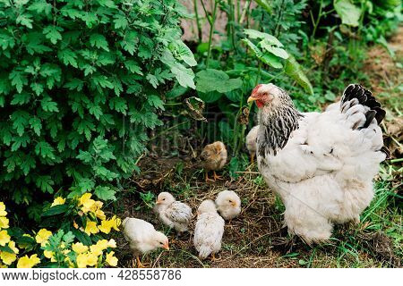 Mother Hen With Chicks Walks In The Green Yard In The Village. Soft Selective Focus.
