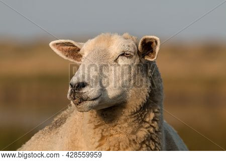 The Head Of A White Sheep Blur Effect Background