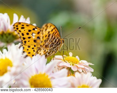 A Macro Shot Of A Tropical Fritillary, Argynnis Hyperbius