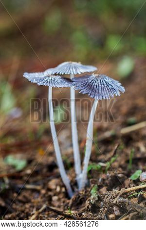 A Vertical Shot Of Parasola Plicatilis Growing In Nature