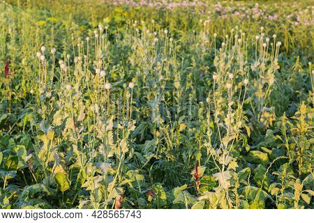 Plants Of Breadseed Poppy With Greyish-green Stems And Leaves And Unripe Seed Capsules In Summer Eve