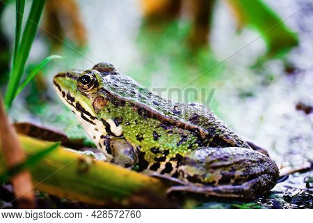 Toad In The River. A Toad Partially Submerged In A Duckweed In A Pond. Countryside
