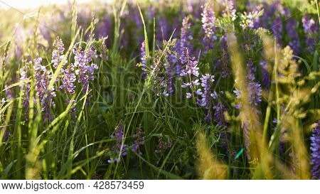 Floral Natural Panoramic Banner. Purple Flowers In Green Grass. Beautiful Wild Flowers In A Forest G