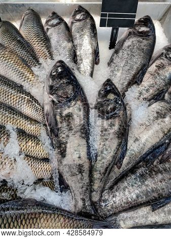 Fresh Silver Carp Fish (aka Silver Carp, Carp, Hypophthalmichthys, Aristichthys) Laid Out In Ice For