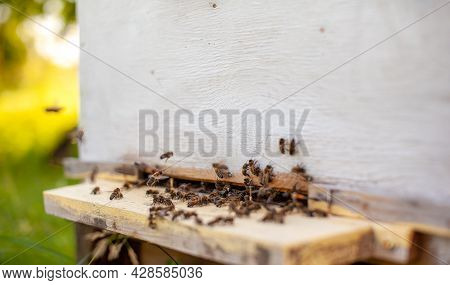 Bees Collect Pollen From The Flowers And Carry It To The Hive. The Concept Of Breeding Bees For Hone