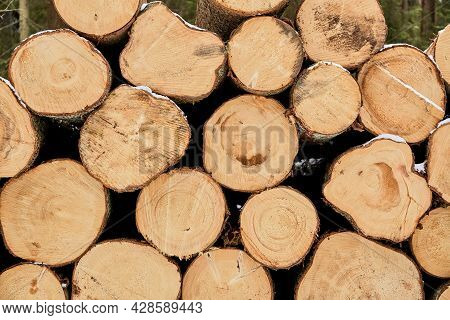 Textured Wooden Material Wall. Round Timber Stack Background. Pine Lumber-camp. Close-up. Banner. Ma