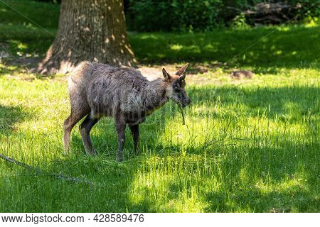 Apennine Chamois, Rupicapra Pyrenaica Ornata, Is Living In The Abruzzo-lazio-molise National Park In
