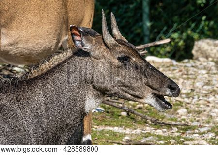 Indian Blackbuck, Antelope Cervicapra Or Indian Antelope. The Blackbuck Inhabits Grassy Plains And S
